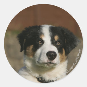 12 weken oud randkraampje van Collie Ronde Sticker
