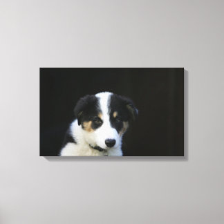 12 weken oude grenskraam canvas afdruk