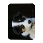 12 weken oude grenskraam magneet (Verticaal)