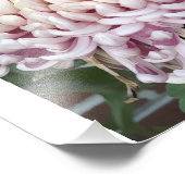 12"x12" Chrysanthemum Foto Afdruk (Hoek)