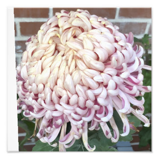 12"x12" Chrysanthemum Foto Afdruk