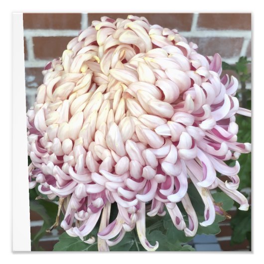 12"x12" Chrysanthemum Foto Afdruk (Voorkant)