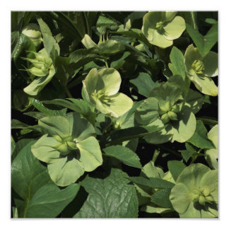 12"x12"Groene Hellebore Foto Afdruk