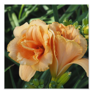 12"x12" Oranje daglelies Foto Afdruk