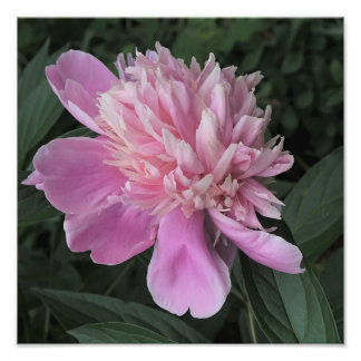 12"x12" Pink Peony Foto Afdruk
