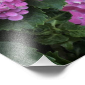 12"x16"Roze Hydrangea Foto Afdruk (Hoek)