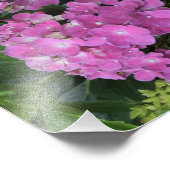 12"x16"Roze Hydrangea Foto Afdruk (Hoek)