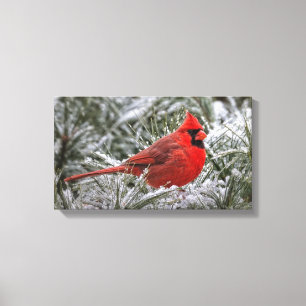 12x12 Canvas drukt de rode kardinaal af Afdruk