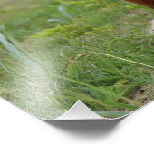 12x12 photo de renard (Coin)