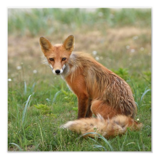 12x12 photo de renard (Devant)