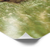 12x12 Photo satinée de oursons grizzlis (Coin)