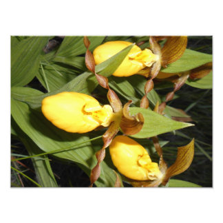 12x16 Foto afdrukken Afdruk