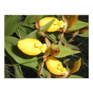 12x16 Foto afdrukken Foto Afdruk