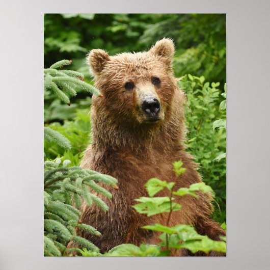 12x16 Poster (Matte) met grizzly beer (Voorkant)