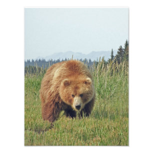 12x16 Satin finish foto van grizzly beer Afdruk