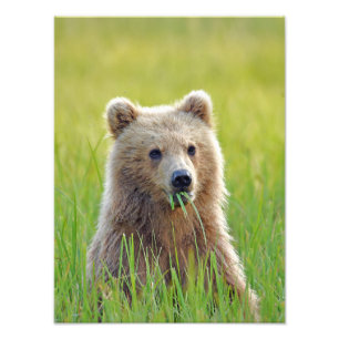 12x16 Satin finish foto van grizzly beer cub Afdruk