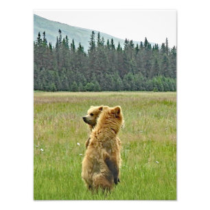 12x16 Satin finish foto van grizzly beer cubs Afdruk