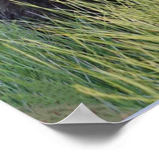 12x36 Poster Paper (Matte) avec ourlet grizzli (Coin)