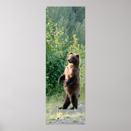 12x36 Poster Paper (Matte) de grizzli (Devant)
