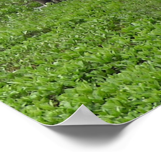 12x36 Poster Papier (Matte) d'orignal (Coin)