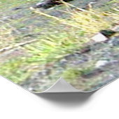 12x36 Poster papier (Matte) met grizzly beer (Hoek)