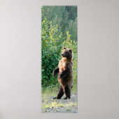 12x36 Poster papier (Matte) met grizzly beer (Voorkant)