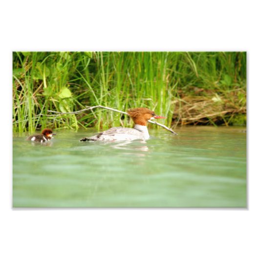 12x8 Satin photo de canard & canard (Devant)