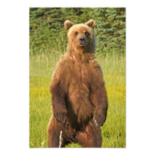 13x19 Satin foto van grizzly beer Foto Afdruk