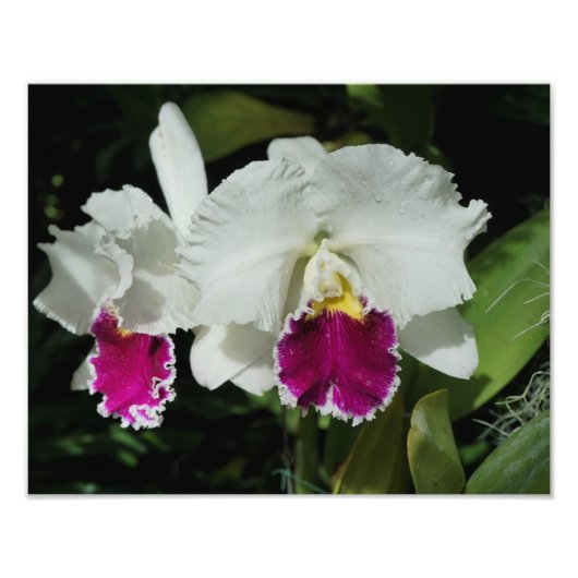 14"x11" orchideeën foto afdruk (Voorkant)