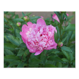 14"x11" Pink Peony Foto Afdruk