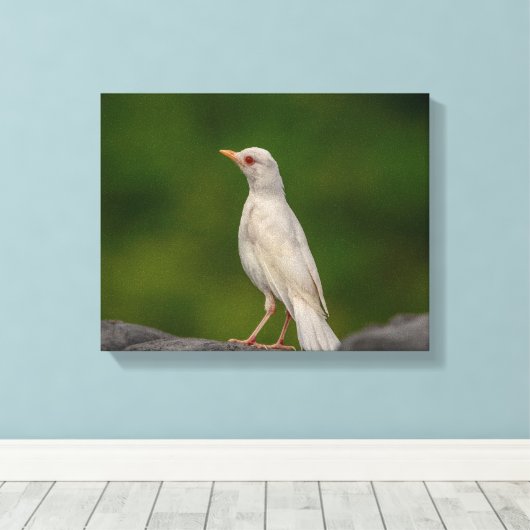 14x11 Albino Robin in Crown Point Canvas Afdruk (Insitu (Houten vloer))