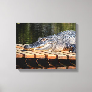 14x11 alligator bij het Wild Stat van de Lentes Canvas Afdruk