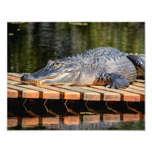 14x11 Alligator in Homosassa Springs Wildlife Park Foto Afdruk