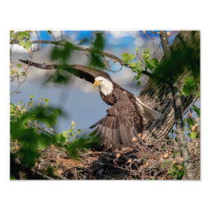 14x11 Bald Eagle die het nest verlaat Foto Afdruk