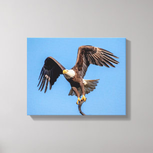 14x11 Bald Eagle met een vis Canvas Afdruk