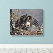 14x11 Bald Eagle met haar baby Canvas Afdruk (Insitu (Houten vloer))