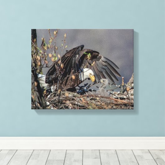 14x11 Bald Eagle met haar baby Canvas Afdruk (Insitu (Houten vloer))