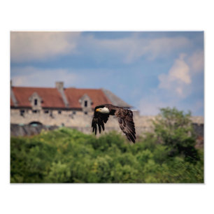 14x11 Bald Eagle pass Fort Ticonderoga Foto Afdruk