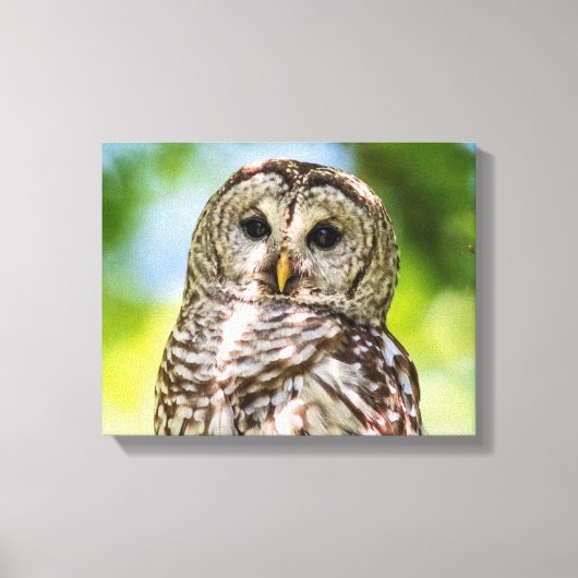 14x11 Barred Owl Canvas Afdruk (Voorkant)