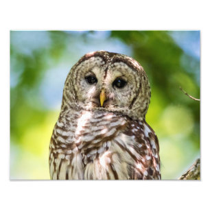 14x11 Barred Owl Foto Afdruk