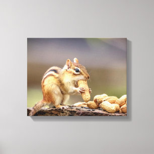 14x11 Chipmunk die een pinda eet Canvas Afdruk