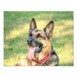 14x11 Duitse Shepard Foto Afdruk