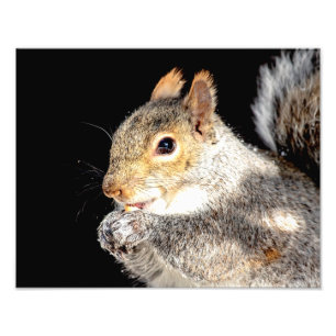 14x11 Eekhoorn die een moer eet Foto Afdruk