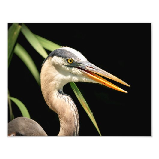 14x11 Great Blue Heron Foto Afdruk (Voorkant)