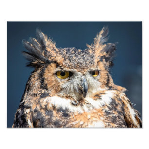 14x11 Great Horned Owl Portret Foto Afdruk
