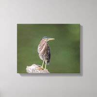 14x11 Green Heron op een log