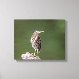 14x11 Green Heron op een log Canvas Afdruk