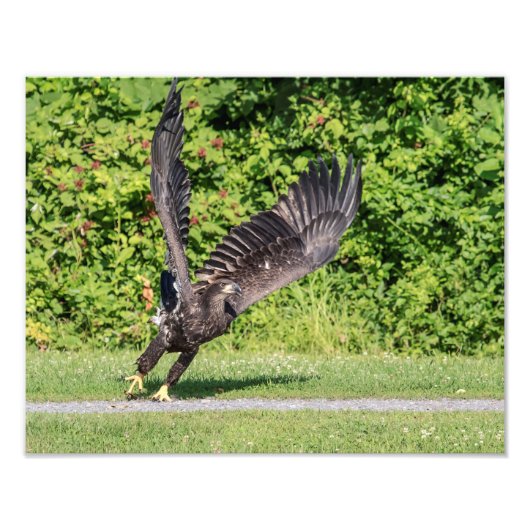 14x11 Juvenile Bald Eagle Foto Afdruk (Voorkant)