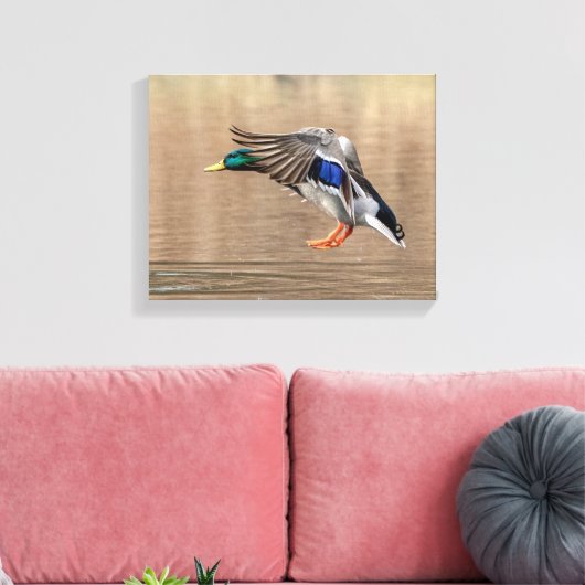 14x11 Mallard Duck in vlucht Canvas Afdruk (Insitu (Woonkamer))