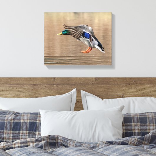 14x11 Mallard Duck in vlucht Canvas Afdruk (Insitu (Slaapkamer))